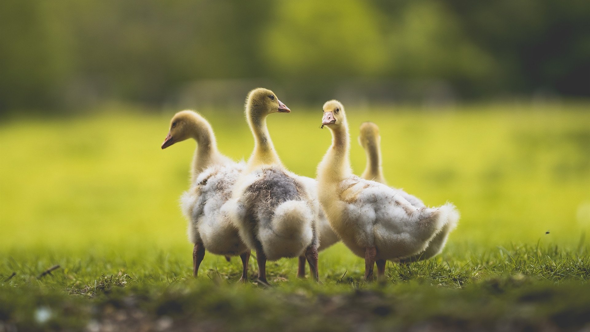 凤凰涅槃,布克抢七夜的救赎之战